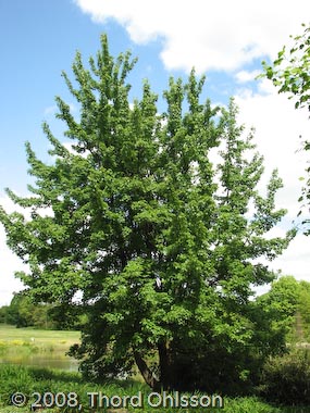 Acer rubrum